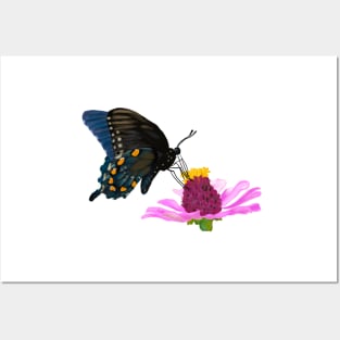 Pipevine Swallowtail Butterfly Posters and Art